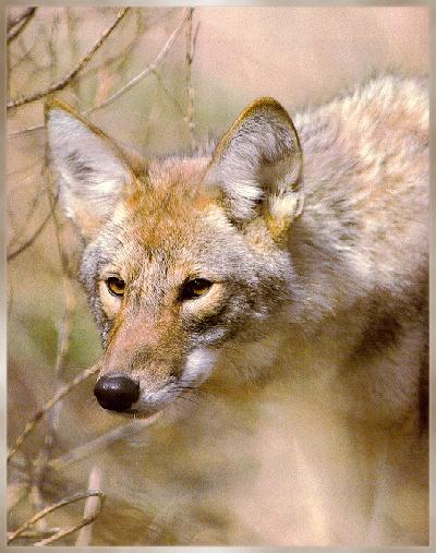coyote03-sj.jpg