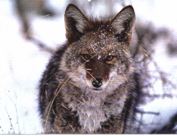 Coyote-1-glares in snow-closeup.jpg