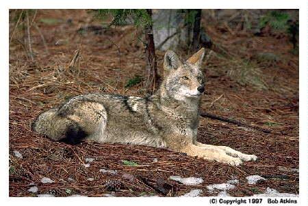 Coyote2-sitting on ground in forest.jpg