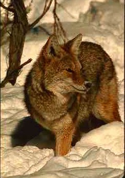 Coyote2-standing in deep snow.JPG