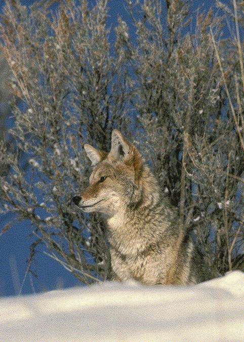 Coyote3-closeup on snow hill.jpg
