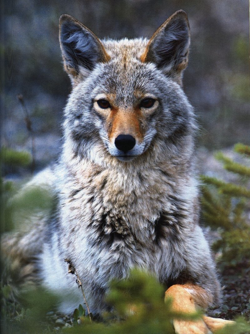 coyote3-sitting in forest-Portrait-Closeup.jpg