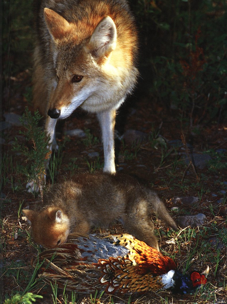 coyote4-Mom feeding baby with Ring-neckedPheasant.jpg
