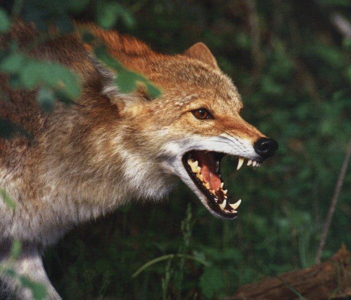 coyote6-snarling face closeup.jpg