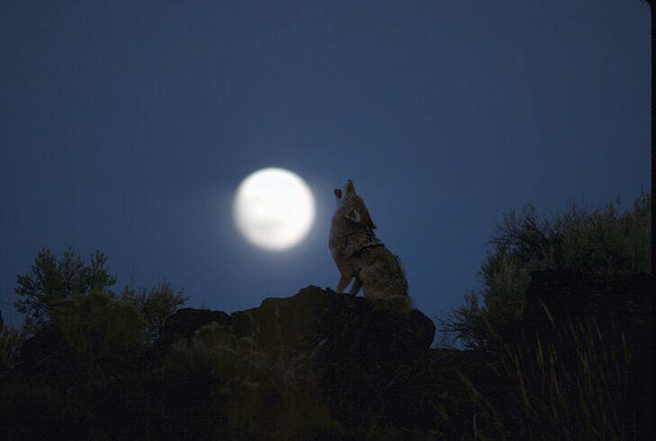 Coyote Howling-042062.jpg