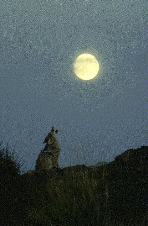 Coyote Howling At Full Moon-howl3.jpg