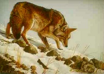 Coyote-painting-searching prey.JPG
