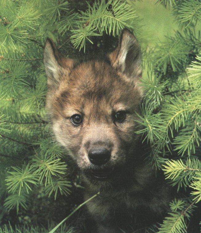coyote pup00.jpg