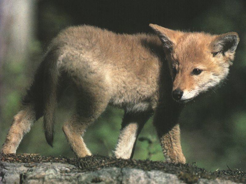 coyote pup02.jpg