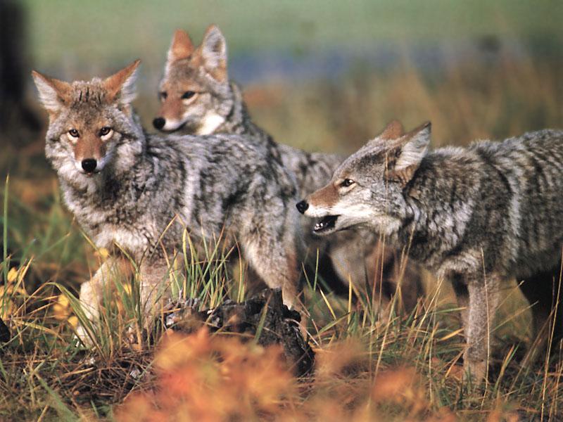 Coyotes 040-Pack of three-Moving.jpg