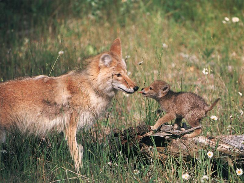Coyotes 137-Mom n baby.jpg