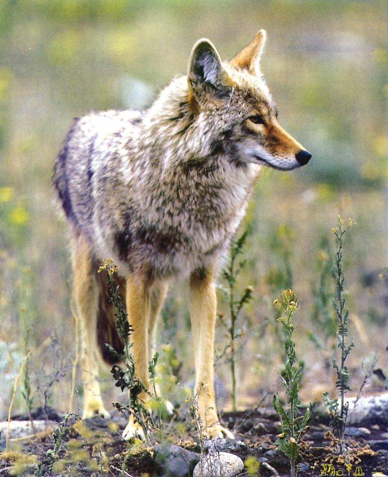 CQ - Coyote-portrait closeup.jpg
