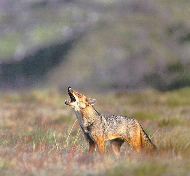 fpage f27-Coyote-howling on grassland.jpg