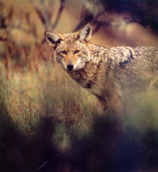 lj Frans Lanting Backyard Ghost-Coyote.jpg