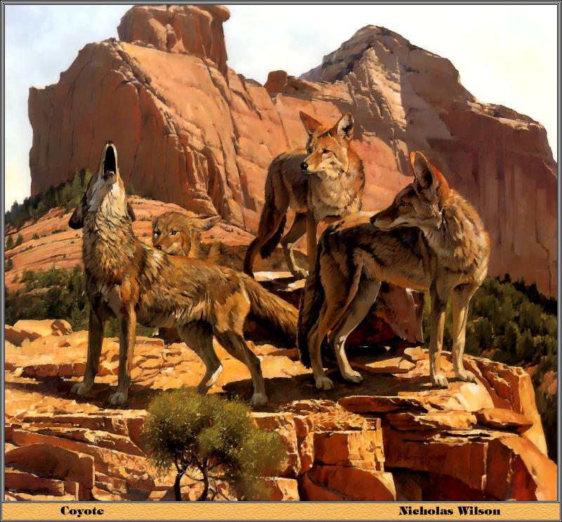 p-bwa-47-Coyotes-pack on rock-Painting by Nicholas Wilson.jpg