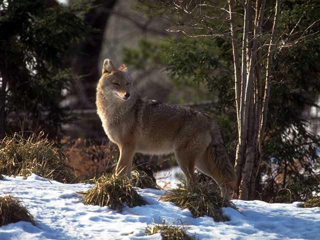 Photo123-Coyote-SnowHill.jpg
