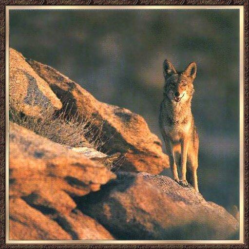 Southwestern Coyote 01-On Rocky Hill.jpg