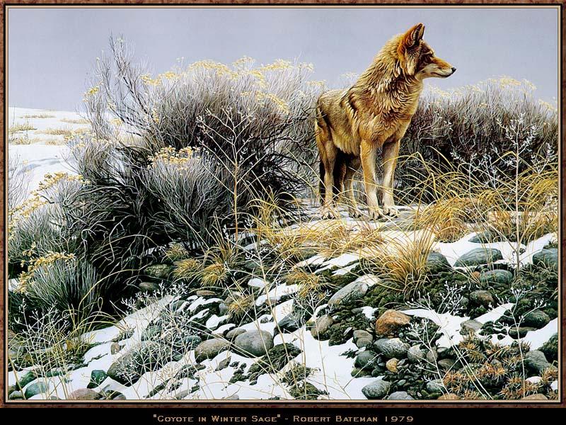 Wwart147-Coyote-Snow Desert.jpg