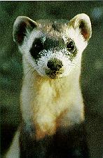 Black-footed Ferret Face Closeup.jpg