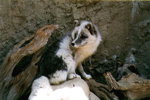 Arctic fox01-Under Cliff Burrow.jpg