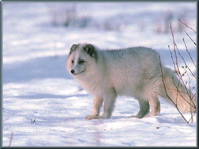 Arctic Fox 002-Standing on snow.jpg