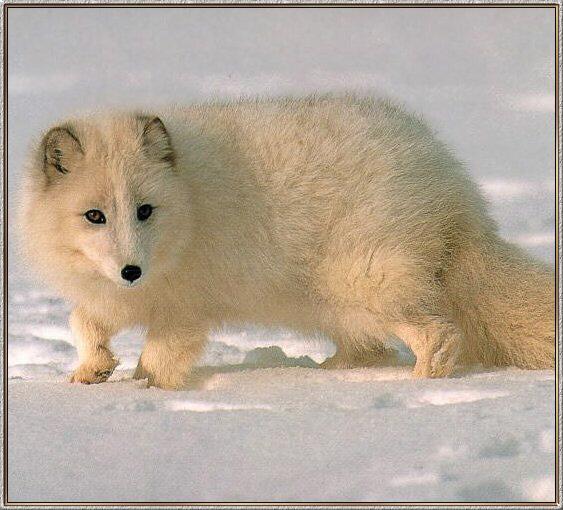 Arctic Fox 01-Watching on Snow.jpg