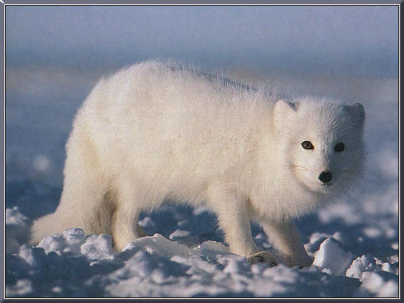 Arctic Fox 02.jpg