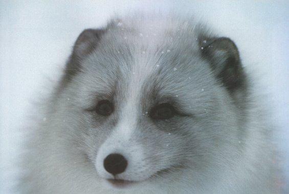 Arctic Fox 02-face closeup.jpg