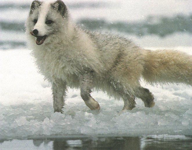 Arctic Fox 03.jpg