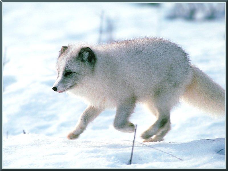 Arctic Fox 03-Runs on snow.jpg