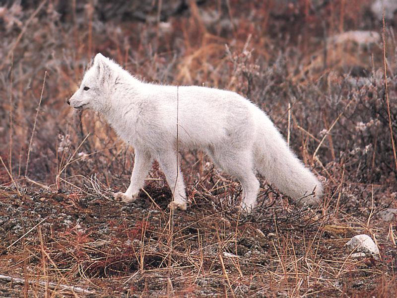 Arctic Fox 053-Walking in bush.jpg