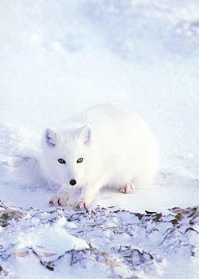 Arctic Fox cover-Sitting on snow.jpg