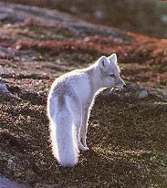 Arctic Fox Light tail.jpg