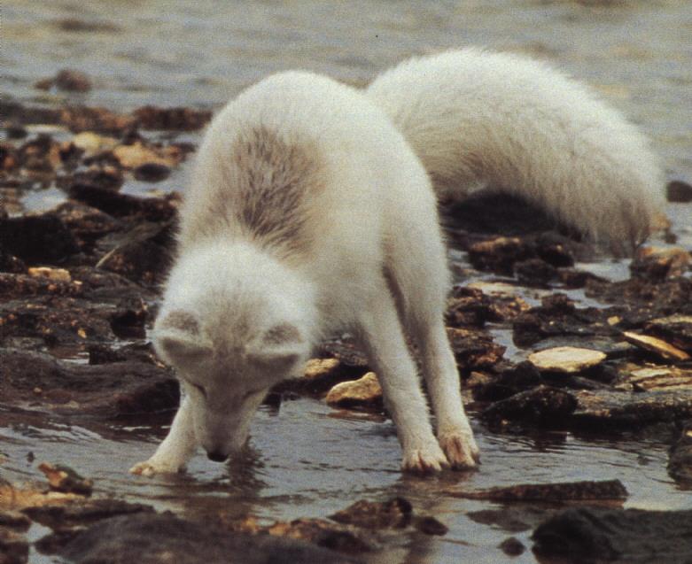 Arctic Fox Searching in stream.jpg