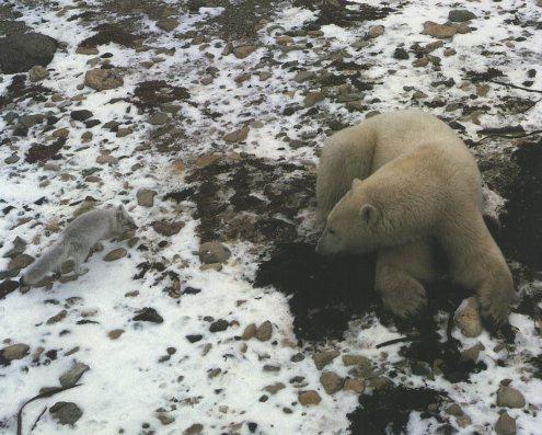 afxpbear - Arctic Fox and Polar Bear.jpg