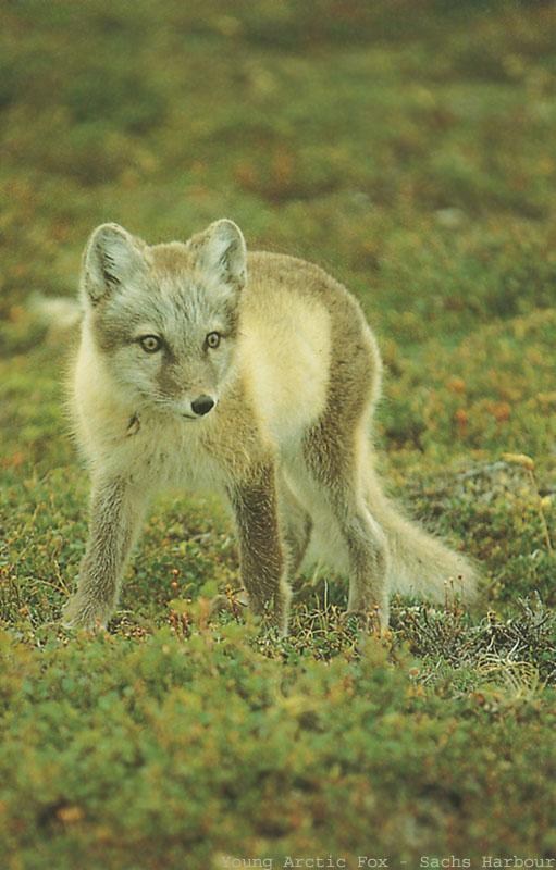 BW Roddy MacInnes-Young Arctic Fox.jpg