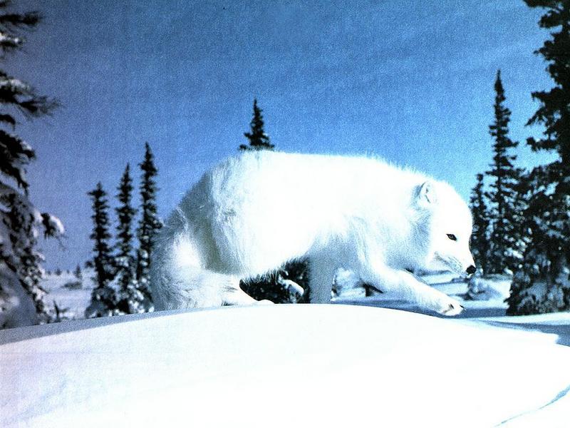Ds-Animal 002 - Loup Blanc-Arctic Fox-walking on snow.jpg