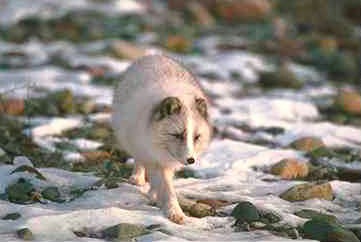 Fox0007-Arctic Fox-walking on snowed pebbles.jpg