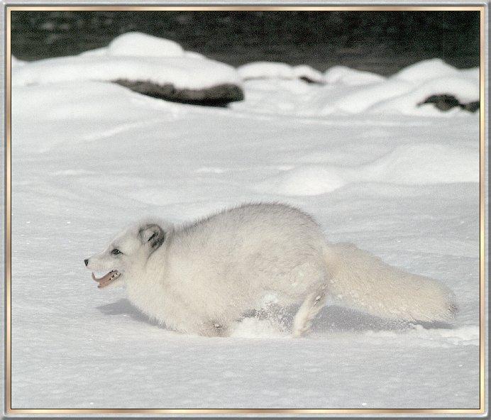 Fox bb003-Arctic Fox-runs on deep snow.jpg
