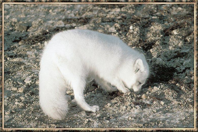 Fox bb005-Arctic Fox-smelling on the ground.jpg