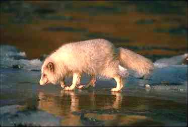 Fox0008-Arctic Fox-walking on ice shore.jpg