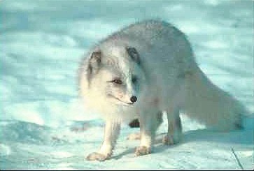 R v0065-Arctic Fox-walks on snow.JPG