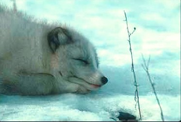 R v0067-Arctic Fox-sleeping on snow-closeup.JPG