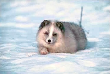 R v0068-Arctic Fox-sitting on snow.JPG