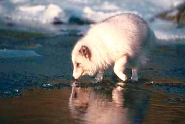 R v0072-Arctic Fox-on water side ice-reflection.JPG