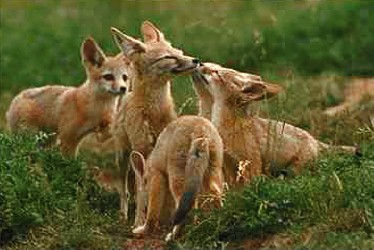R v14-Arctic Foxes-family on Summer field.JPG