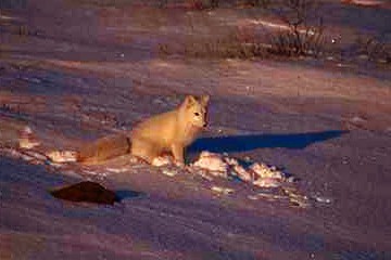 R v16-Arctic Fox-sitting on sunset snow hill.JPG