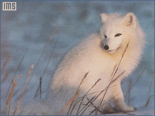 White Arctic Fox-anim067.jpg