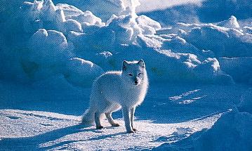White Fox-Arctic Fox.jpg