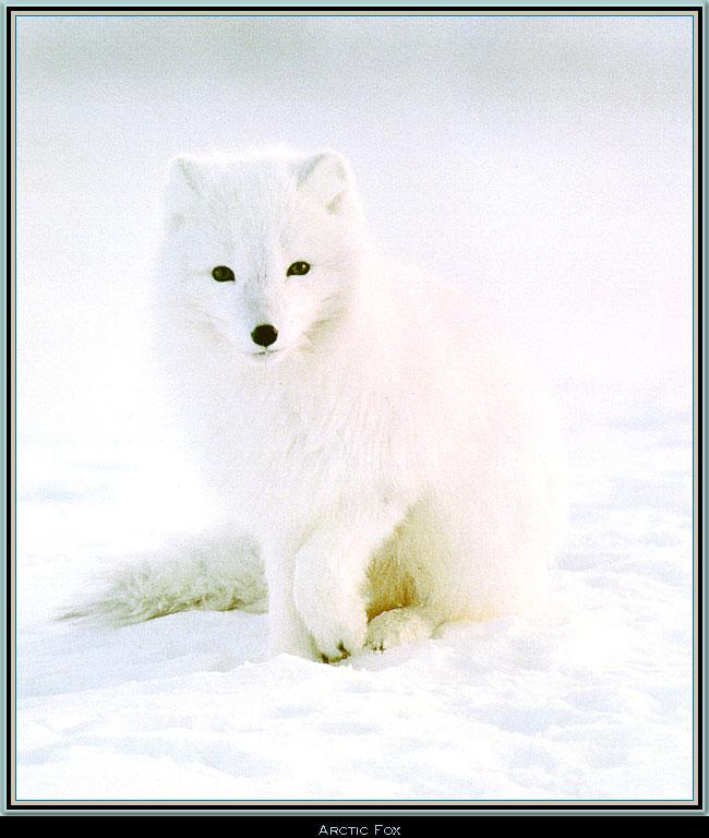Wnwf-l001-Arctic Fox-sitting on snow.jpg